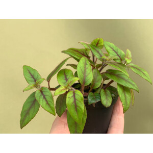 Paradrymonia campostyla