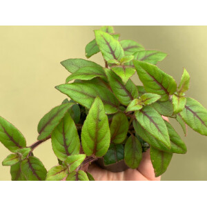 Paradrymonia campostyla