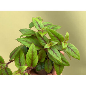 Paradrymonia campostyla