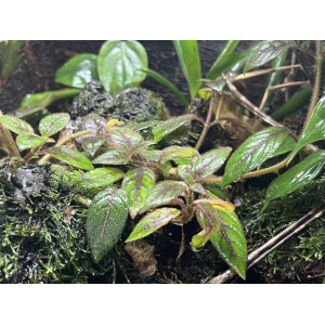 Paradrymonia campostyla