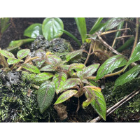 Paradrymonia campostyla