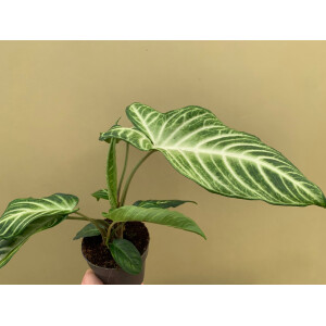 Xanthosoma lindenii Angel Wings L