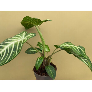 Xanthosoma lindenii Angel Wings L