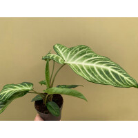 Xanthosoma lindenii Angel Wings L