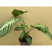 Xanthosoma lindenii Angel Wings L