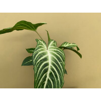 Xanthosoma lindenii Angel Wings L