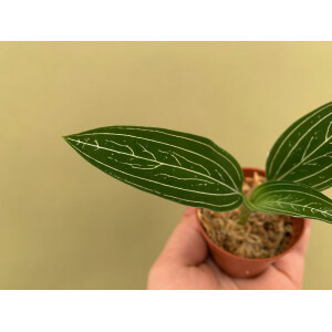 Ludisia discolor var. alba