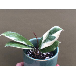 Hoya incrassata variegata