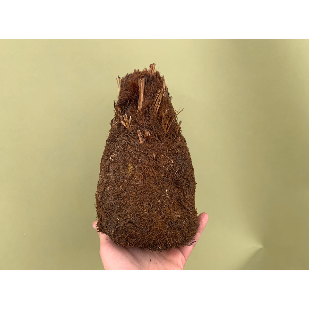 Xaximstamm natur fein 15-20cm