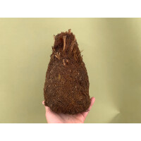 Xaximstamm natur fein 15-20cm