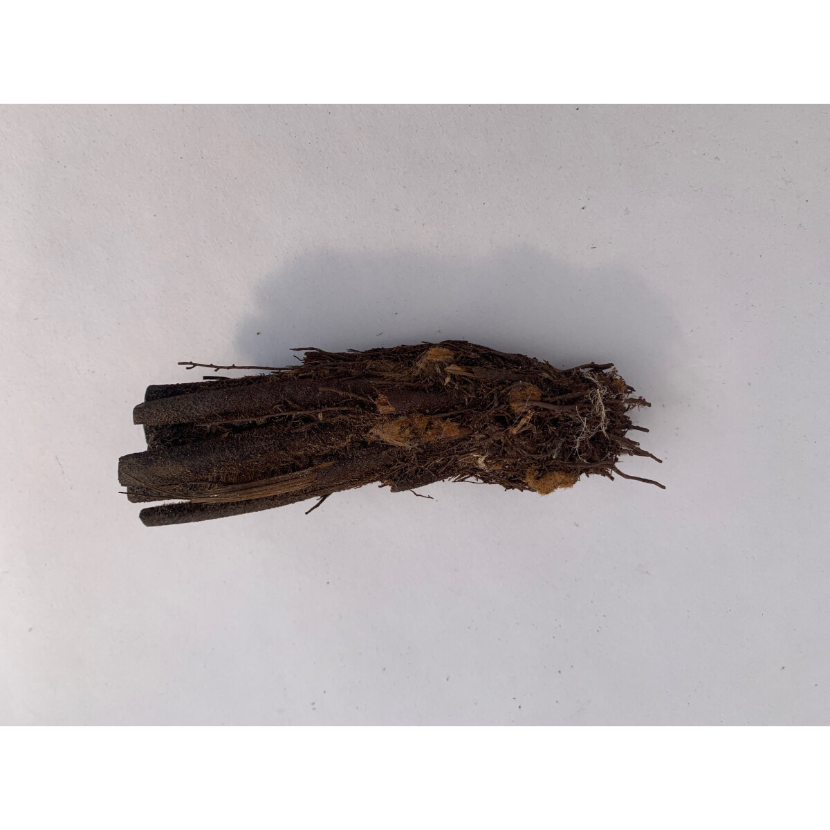 Xaximstamm natur 10-15cm lang