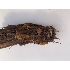 Xaximstamm natur 10-15cm lang