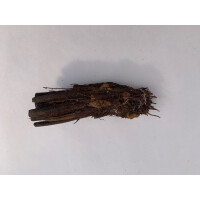 Xaximstamm natur 10-15cm lang