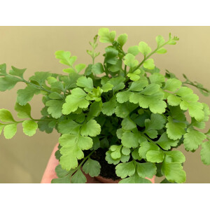 Asplenium spec. Französisch Guyana NEU