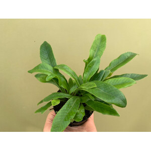 Pesopteris crassifolia