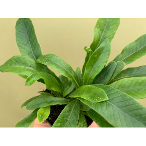 Pesopteris crassifolia