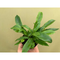 Pesopteris crassifolia