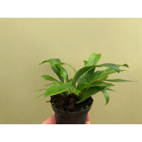 Pesopteris crassifolia