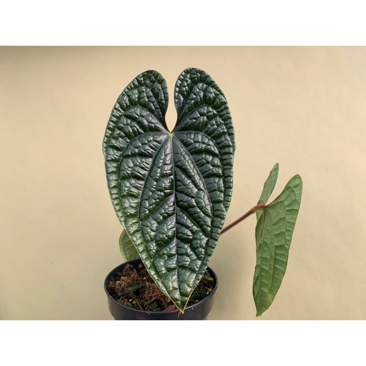 Anthurium luxurians