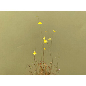 Utricularia subulata