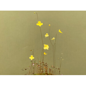 Utricularia subulata