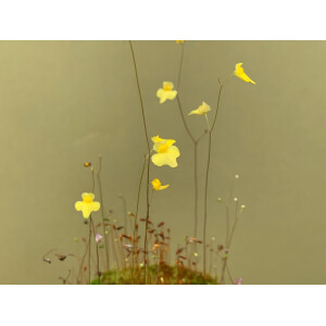 Utricularia subulata