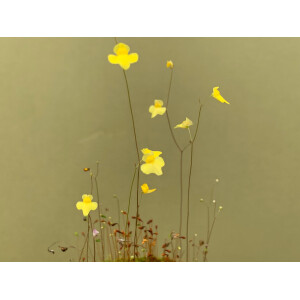 Utricularia subulata