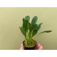 Masdevallia schroederiana
