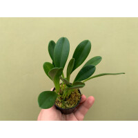 Masdevallia schroederiana