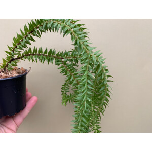 Huperzia spec. Borneo L