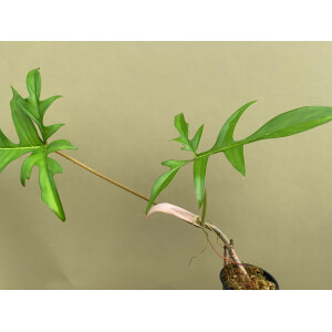 Philodendron Glad Hands