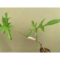 Philodendron Glad Hands