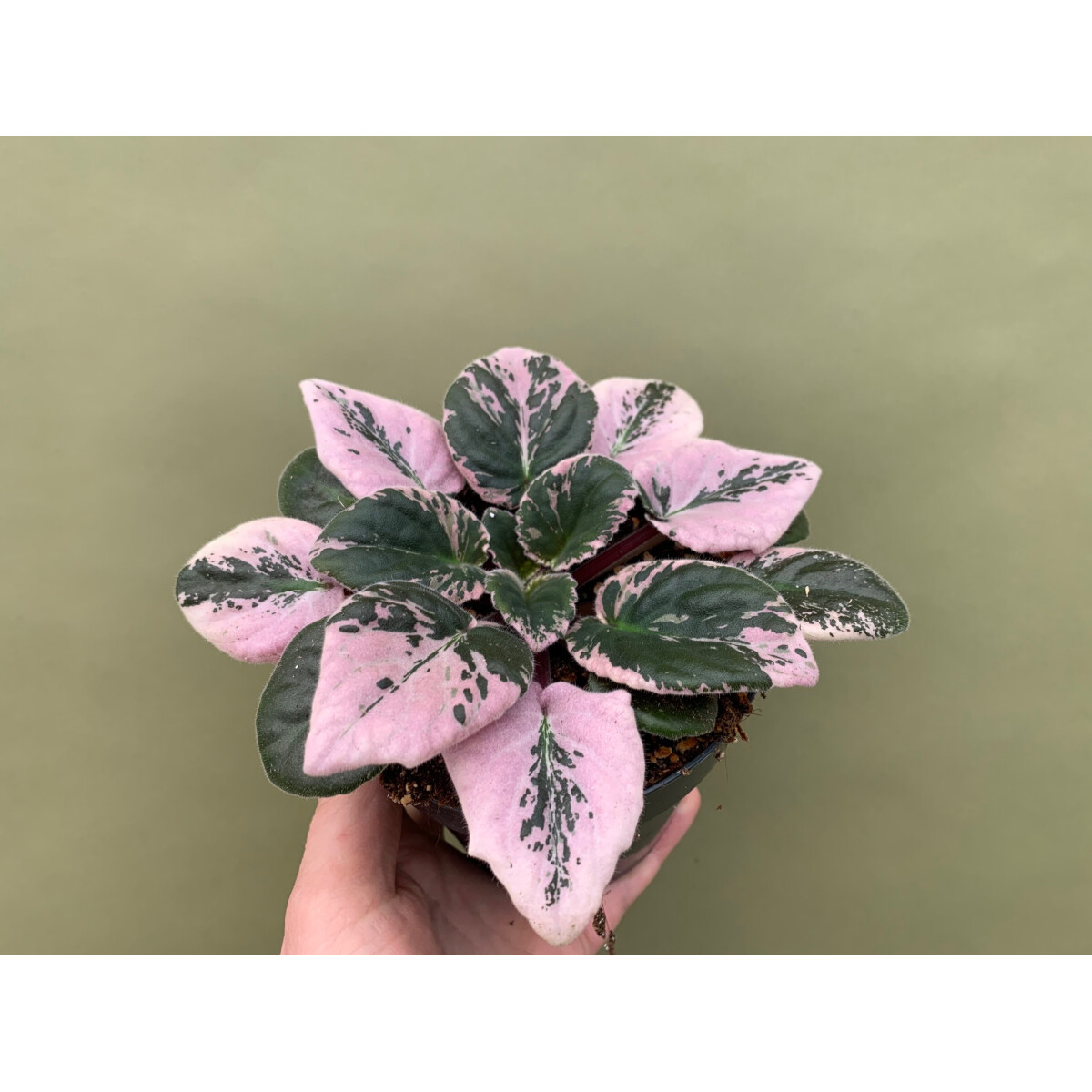 Streptocarpus sect. saintpaulia variegata