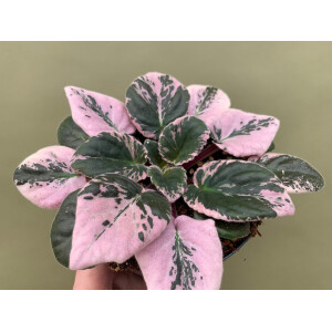 Streptocarpus sect. saintpaulia variegata