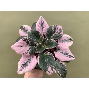 Streptocarpus sect. saintpaulia variegata