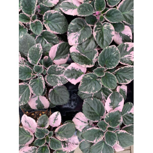 Streptocarpus sect. saintpaulia variegata