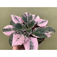 Streptocarpus sect. saintpaulia variegata