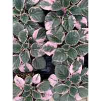 Streptocarpus sect. saintpaulia variegata