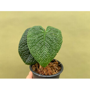 Anthurium splendidum