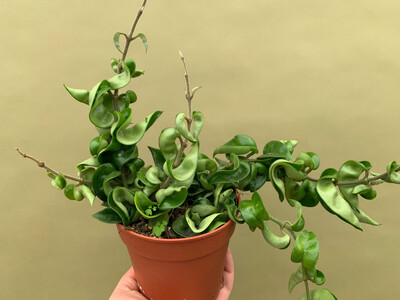 Hoya carnosa compacta L