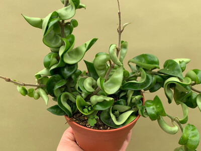 Hoya carnosa compacta L