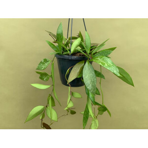 Hoya memoria Hängeampel  L