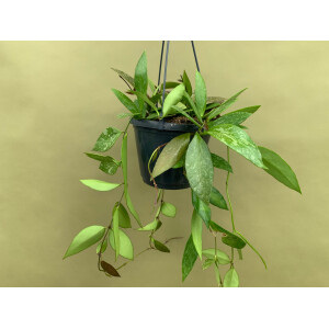 Hoya memoria Hängeampel  L