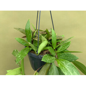 Hoya memoria Hängeampel  L