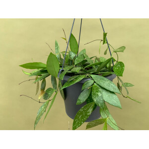 Hoya memoria Hängeampel XL