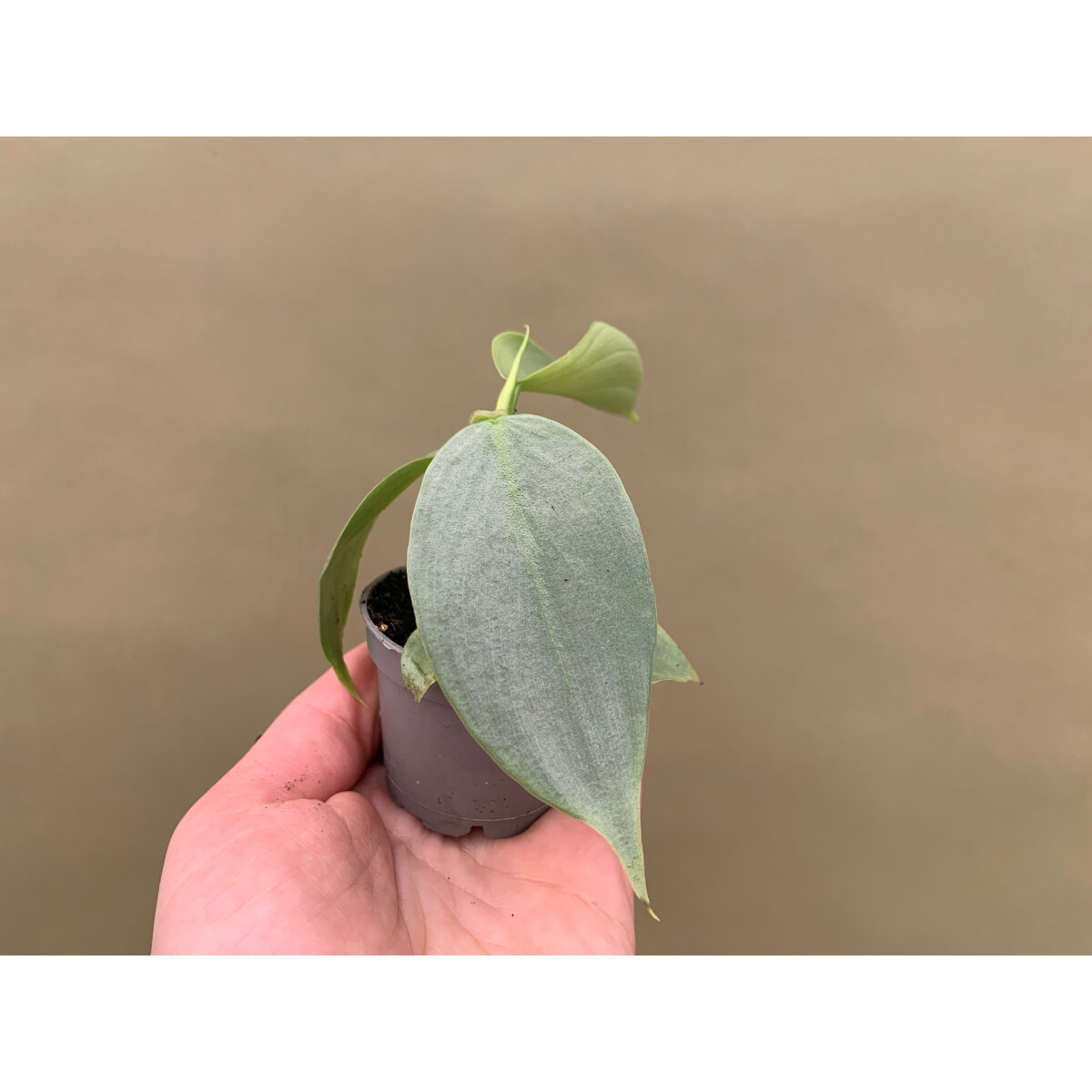 Philodendron hastatum silver sword Babyplant