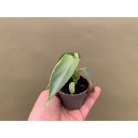 Philodendron hastatum silver sword Babyplant