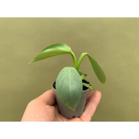 Philodendron hastatum silver sword Babyplant