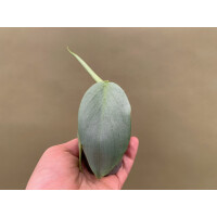 Philodendron hastatum silver sword Babyplant