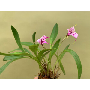 Masdevallia spec. Lila